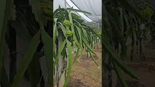 Dragon fruit plantation at RLBCAU Jhansi [upl. by Araj907]