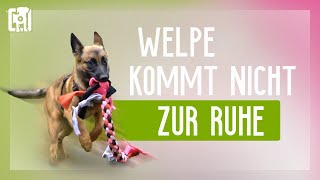 Welpe kommt nicht zur Ruhe  mit diesen Übungen klappts [upl. by Niala338]