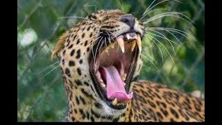 Leopard to leh Leporad AttackLeporad RunningAnimals PlanetBest video 2021 [upl. by Aidin48]