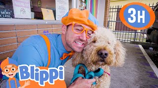 Caring After Pets  Blippi and Cute Animals  Blippi  Kids Playground  Educational Videos for Kids [upl. by Brittni]