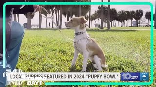 Local dog featured in 2024 Puppy Bowl [upl. by Repohtsirhc]