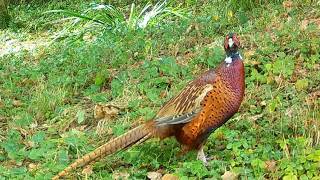 Pheasants returning to the garden  Trail Camera Wildlife  Garden Watch Burton Joyce [upl. by Ario]