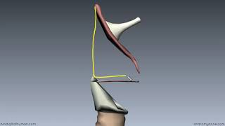 anatomy 3D larynx embranes  ligaments  vocal cords [upl. by Fawcett]