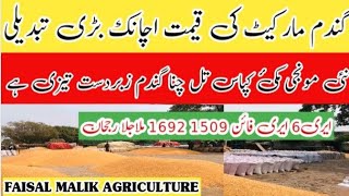 Today Cotton Price  New makki rates  New hybrid Monji rate  1121 1509 1692 rates  گندم کا ریٹ [upl. by Engleman832]