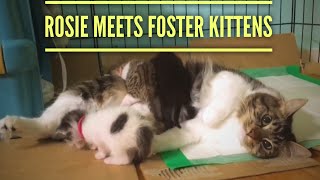 Rosie Meets Foster Kittens [upl. by Kinney]