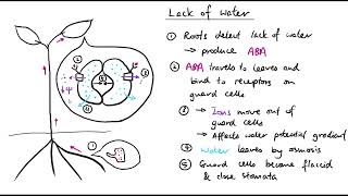 A2 Biology  Plant responses to abiotic stress OCR A Chapter 162 [upl. by Paget]