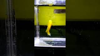 Variatus Yellow Hifin platy platyfish variatus xiphophorus fishkeeping fishtank fishscape [upl. by Ozner]