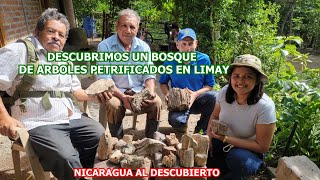 DESCUBRIMOS UN BOSQUE DE ARBOLES PETRIFICADOS EN LIMAY [upl. by Jaret]