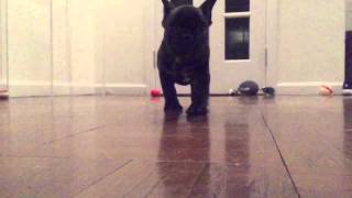 French Bulldog puppy Joey Carmichael strutting his stuff to Stayin Alive [upl. by Lyns]