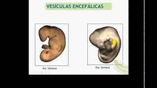 FORMACION DEL TUBO NEURAL Y DISRAFIAS [upl. by Downe]