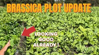 BRASSICA FOOD PLOT UPDATE [upl. by Florin]