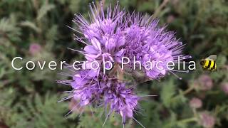 Phacelia Cover Crop 🐝👩‍🌾 [upl. by Harcourt]