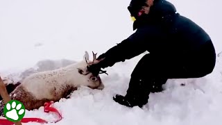 Reindeer found buried alive in snow [upl. by Anej]