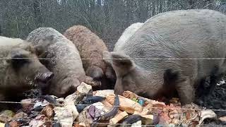 Feeding Mangalitza Pigs Food Scraps [upl. by Akerley853]