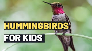 Hummingbirds  When Hummingbirds Visit You  Some Facts About Hummingbirds For Kids [upl. by Adrea]