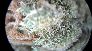 Best microscope for looking at trichomes [upl. by Kinghorn]