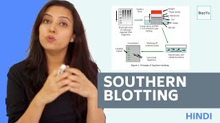 Southern Blotting  Basic Procedure  In Hindi [upl. by Papotto]