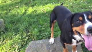 An Entlebucher Mountain Dogs Waggy Tails Alfies Blog [upl. by Ecyob111]