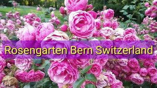 Rosengarten  Rose Garden Bern  Rose Garden Switzerland  Lovers Point In Bern [upl. by Alina]