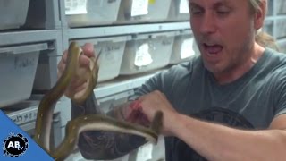 Man Lets Snakes Bite Just For Fun SnakeBytesTV [upl. by Agatha]