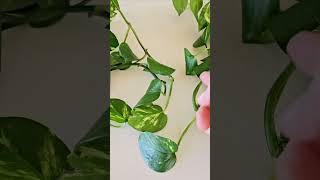 How Pothos Cuttings Put Out New Growth [upl. by Nitsa286]