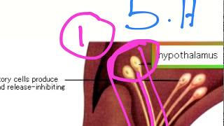 Hypothalamo Pituitary Axis HPA [upl. by Oalsecnew]