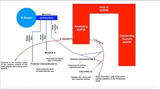 Coronary Circulation  Coronary Arteries amp Cardiac Veins [upl. by Pack]