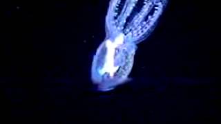 Cephalopod video Vitreledonella richardi [upl. by Htabmas91]