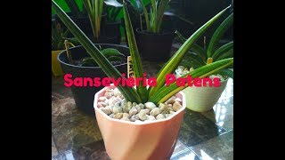 Sansevieria Hybrid Ed Eby  Patens Variegated [upl. by Lindholm]