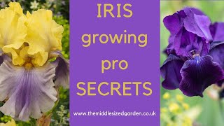 Iris growing  how to choose plant and grow irises [upl. by Hulen]