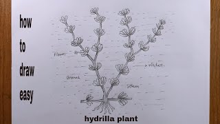 how to draw hydrilladraw hydrilla plant [upl. by Saravat]