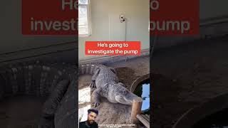 crocodile animals amazingfacts alligator amazing [upl. by Nylra]