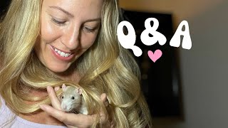 Answering subscribers questions with my rats and mice 💕 [upl. by Ranee575]