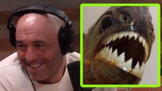 What Happened to the Skeleton In Joe Rogans Piranha Tank [upl. by Alik]