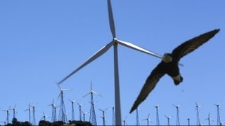 British birdwatchers witness rare swift fly into wind turbine [upl. by Kirwin]