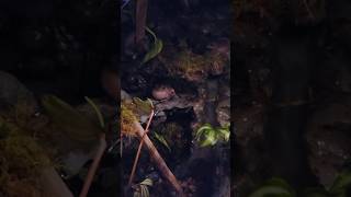 Whites Tree Frog croaking amphibian bioactiveterrarium terrarium bioactive [upl. by Kaiser]