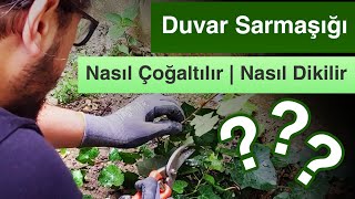 Duvar Sarmaşığı Nasıl Çoğaltılır [upl. by Wise]