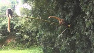 Macaco Sauá na Represa do Zé Carlos [upl. by Amethyst591]