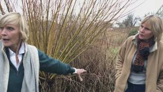 Winter pruning willows and dogwoods [upl. by Tongue]