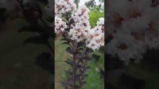 Lagerstroemia white plant nursery plants shorts landscape landscaping nature flowers [upl. by Ydderf171]