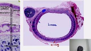 Histology Respiratory system [upl. by Olly]