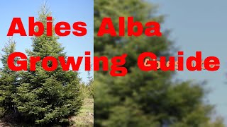 Abies alba Growing Guide [upl. by Cassil]