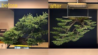 Restyling bonsai Picea Abies yamadori 🍁🌲🍀 [upl. by Scrogan]