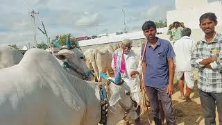 దేవరకద్ర సంతకి సేద్యపు ఎద్దులను తెచ్చిన పర్దీపూర్ రైతు చిన్న చింతకుంట మండలం మహబూబ్ నగర్ జిల్లా [upl. by Aicad]