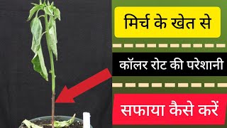 मिर्च के Damping offCollar rot का नियंत्रण कैसे करें A to Z जानकारी Smart Farming [upl. by Prudhoe800]