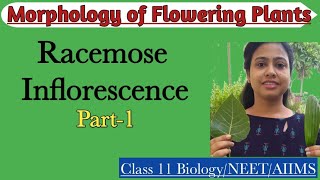 Racemose Inflorescence Part1Types of Racemose InflorescenceMorphology of Flowering PlantClass 11 [upl. by Areip]