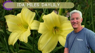 FRAGRANT LATE BLOOMS  Ida Miles Daylily [upl. by Slen]