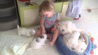 OneMonth Old Coton de Tulear Pups and Baby Anna [upl. by Revorg]