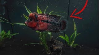 I BOUGHT a FLOWERHORN [upl. by Enala]