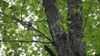 Satakielen laulu  Thrush Nightingale singing HD [upl. by Stent430]